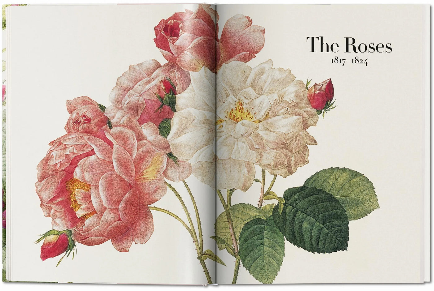 Redoute. The Book of Flowers Large