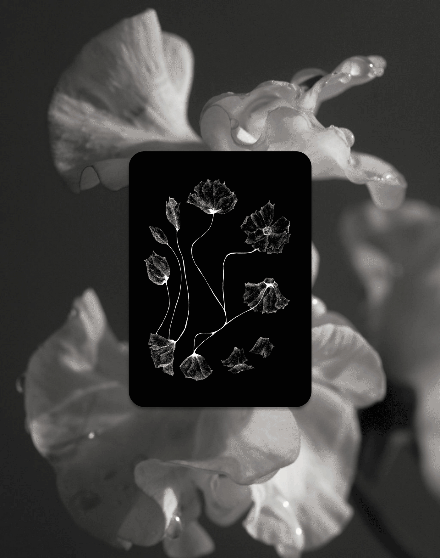 Tarot of Flowers
