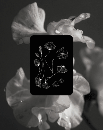 Tarot of Flowers