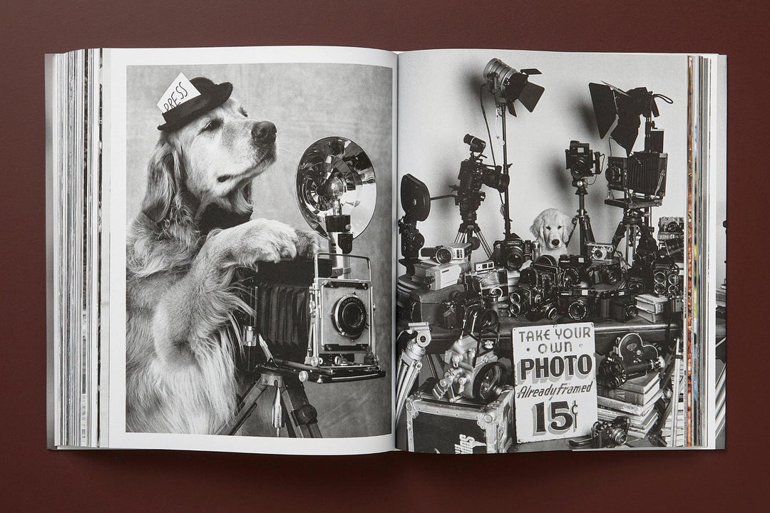 The Golden Retriever Photographic Society – Odd McLean